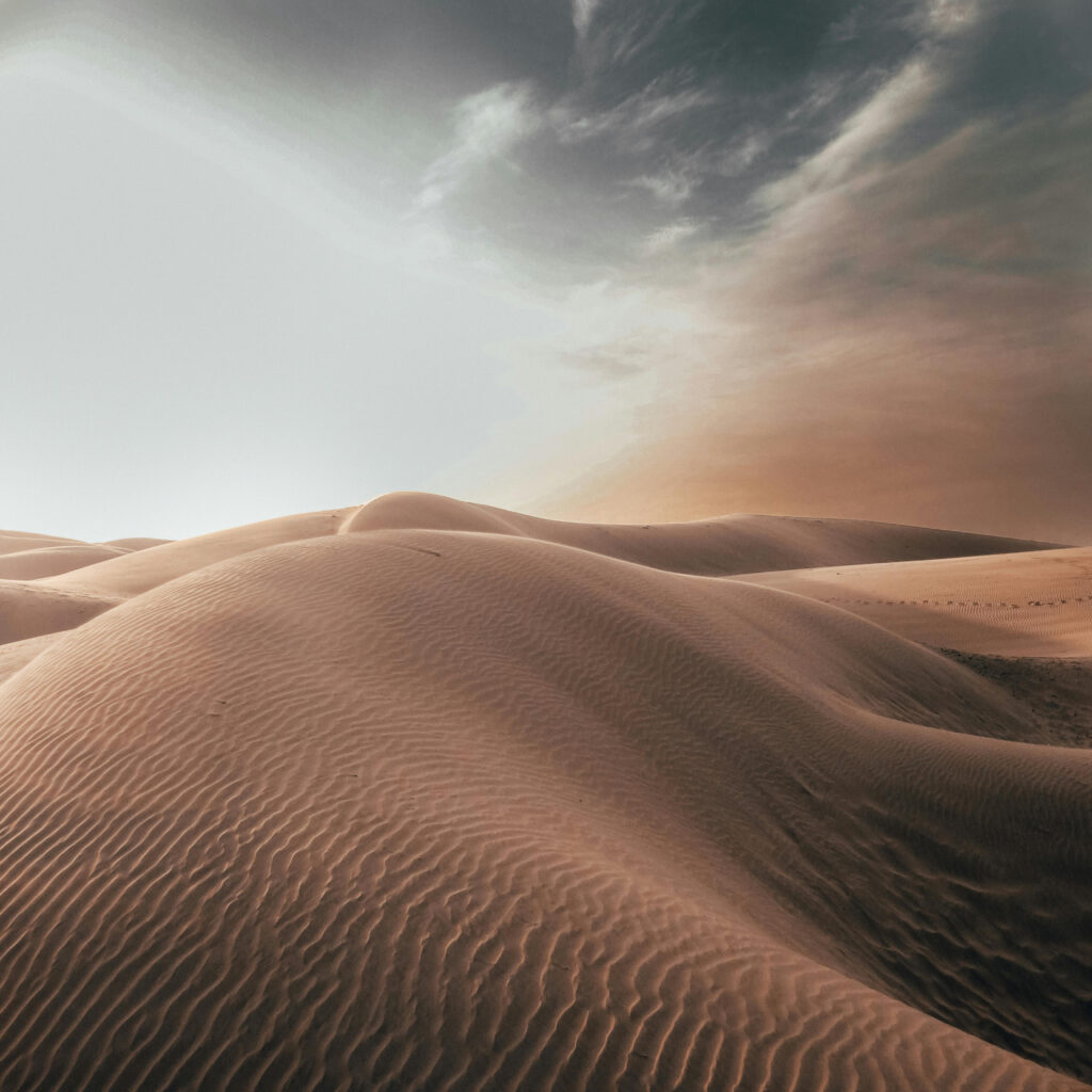 Desert Wings book